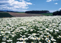 polevye_cvety_36.webp