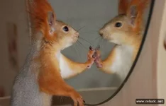 squirrels_084.webp