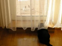 DSCN3460.webp
