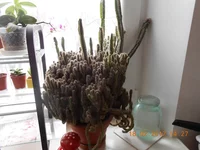 DSCN1098.webp