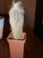 P1010029.webp