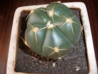 P1010030.webp