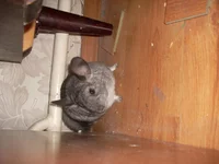 DSCN0914.webp