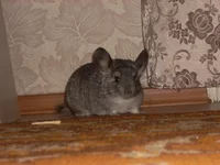 DSCN0918.jpg