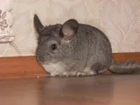 DSCN0925.webp