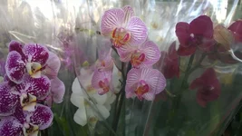 002.webp