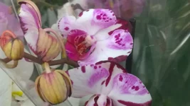 004.webp
