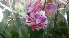 005.webp