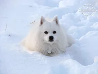 4а.webp