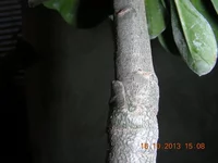 DSCN0886.webp