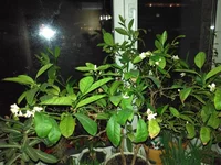 IMG_20170225_185934.webp