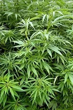 265px-Cannabis_sativa.webp