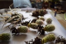 DSC_0207.jpg