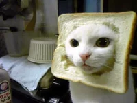 catbr1.webp