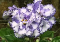 – Легкий Ветерок.webp