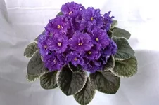  - Подводный Бал.webp