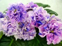  - Фортуна.webp