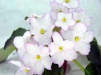  - Сновидения.webp
