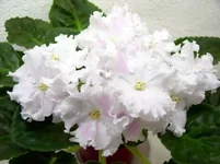  - Избранная.webp