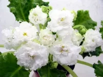  - Снег в Апреле.webp