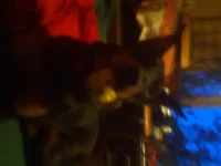 IMG302.webp