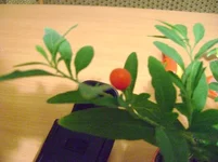 DSC01153_.webp
