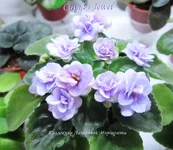 cupid's jewel 2.webp