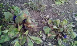 IMG_20170312_142637.webp