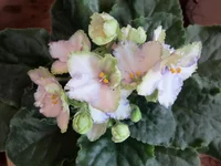 IMG_0334 (2).webp