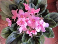 IMG_0353 (2).webp