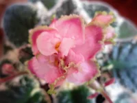 IMG_0365 (2).jpg