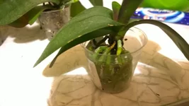 WP_20170320_0033.webp