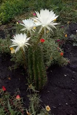 IMG_20160731_094020.webp