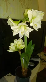 WP_20170322_0041.webp