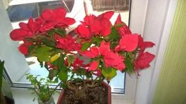 WP_20170322_0081.webp