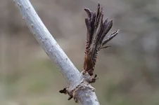 DSCF8983.webp