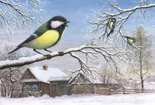 .webp