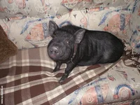 pig.webp