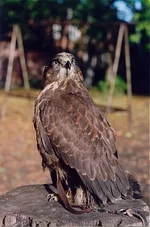 new-5.webp