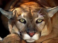 puma008.webp