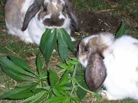 bunnies.webp