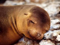 sleeping-1024.webp