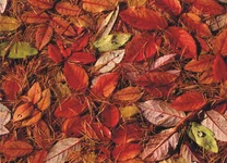 Graphic1.webp