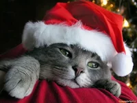  год.webp
