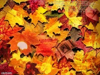 moments_of_autumn.webp