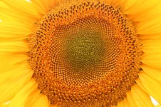 1 251.webp