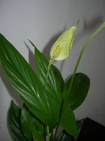 n 005m.webp