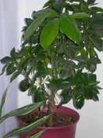 DSCN0358m.webp