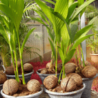 cocos-nucifera142x142__67194.gif