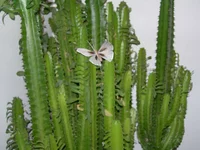 n 015m.webp